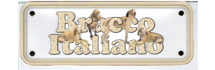 Bracco Italiano